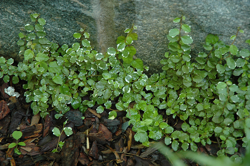 Variegated Creeping Fig (Ficus pumila 'Variegata') in Wilmington