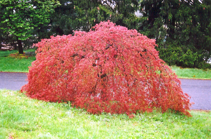 Weeping Japanese Maple (Acer palmatum 'Pendulum') at Pender Pines Garden Center