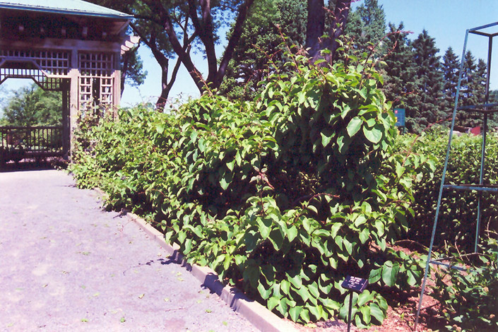 Issai Hardy Kiwi (Actinidia arguta 'Issai') at Pender Pines Garden Center
