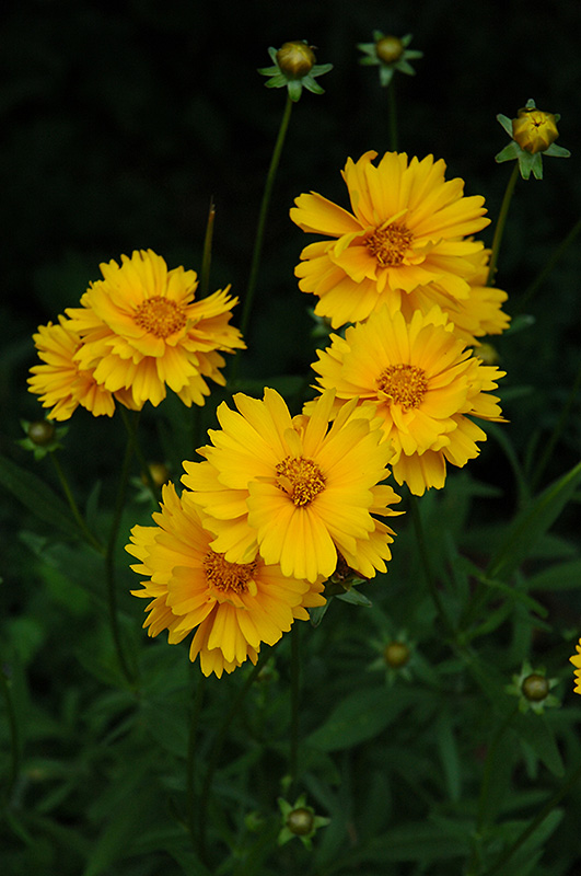 Early Sunrise Tickseed (Coreopsis 'Early Sunrise') at Pender Pines Garden Center