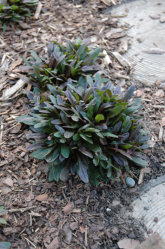 Chocolate Chip Bugleweed (Ajuga reptans 'Chocolate Chip') at Pender Pines Garden Center