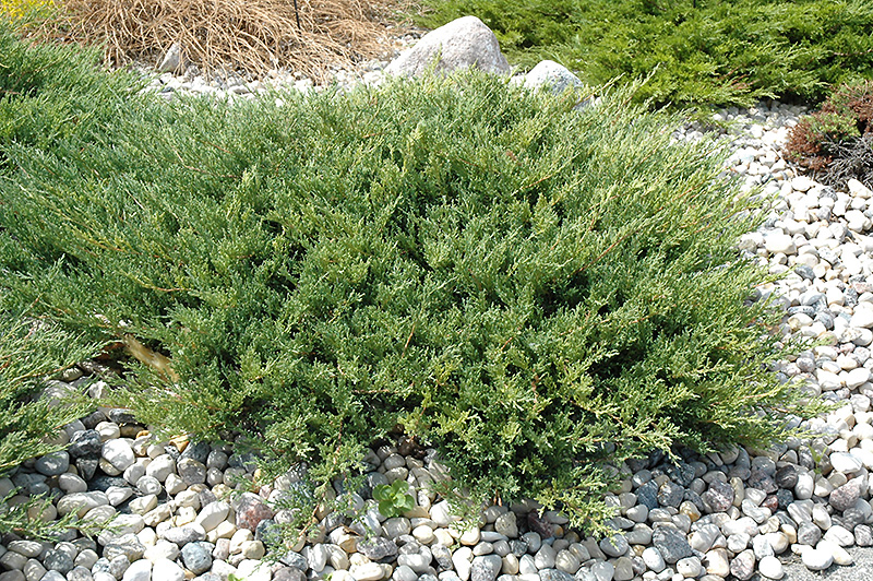 Andorra Juniper (Juniperus horizontalis 'Plumosa Compacta') at Pender Pines Garden Center