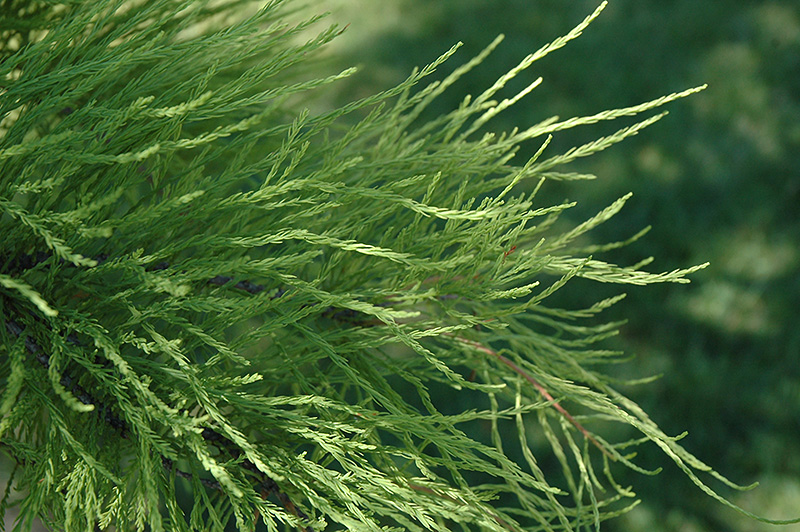 Pond Cypress (Taxodium distichum 'var. nutans') at Pender Pines Garden Center