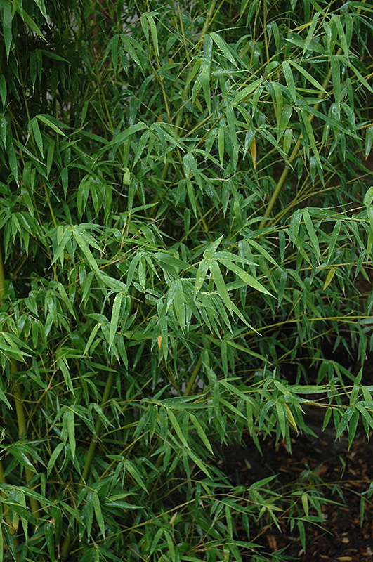 Yellow Grove Bamboo (Phyllostachys aureosulcata) at Pender Pines Garden Center