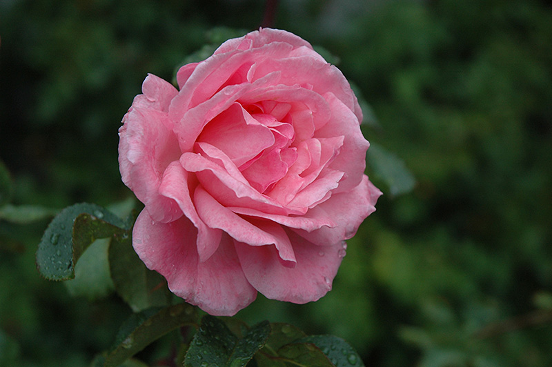 Queen Elizabeth Rose (Rosa 'Queen Elizabeth') at Pender Pines Garden Center