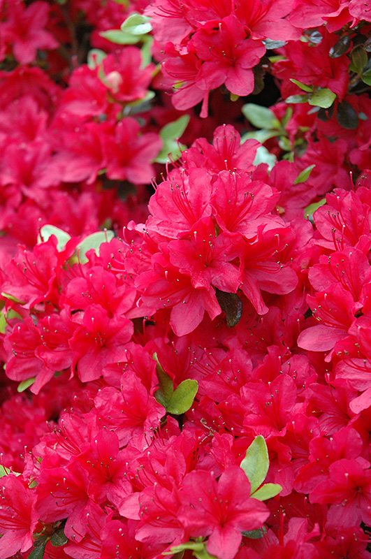 Hino Crimson Azalea (Rhododendron 'Hino Crimson') at Pender Pines Garden Center