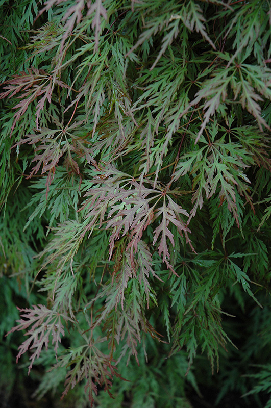 Orangeola Cutleaf Japanese Maple (Acer palmatum 'Orangeola') at Pender Pines Garden Center