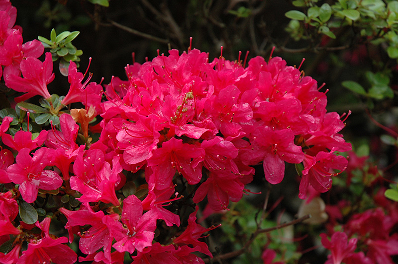 Hino Crimson Azalea (Rhododendron 'Hino Crimson') at Pender Pines Garden Center