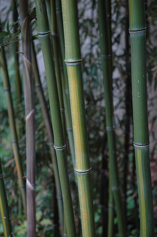 Yellow Grove Bamboo (Phyllostachys aureosulcata) at Pender Pines Garden Center