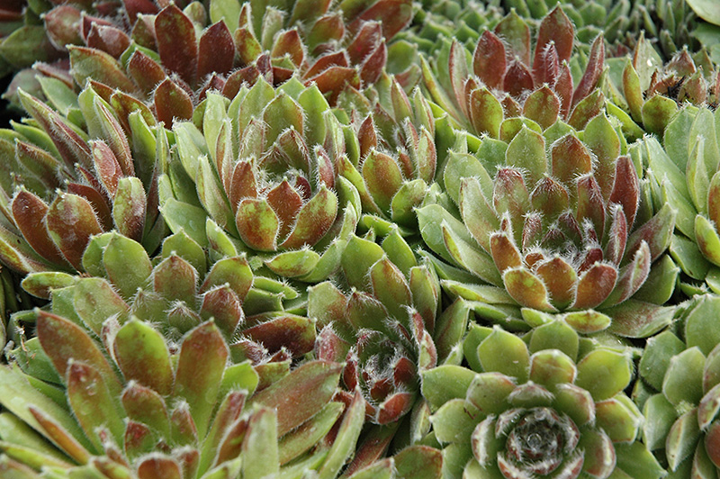 Ashes of Roses Hens And Chicks (Sempervivum 'Ashes of Roses') at Pender Pines Garden Center