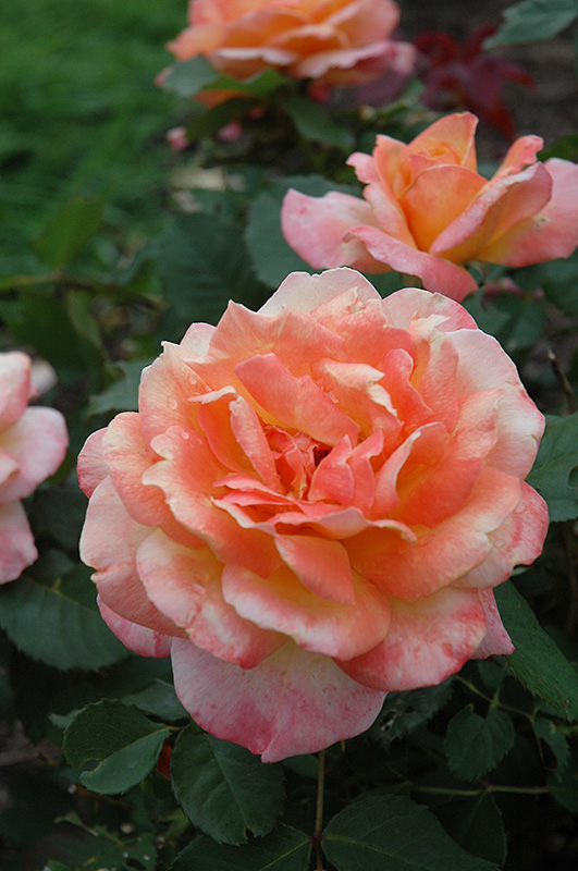 Tahitian Sunset Rose (Rosa 'Tahitian Sunset') at Pender Pines Garden Center