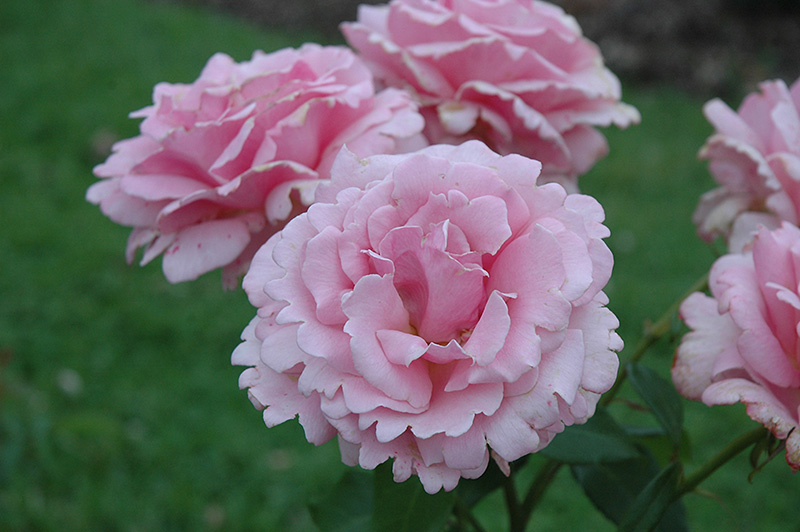 Memorial Day Rose (Rosa 'Memorial Day') at Pender Pines Garden Center