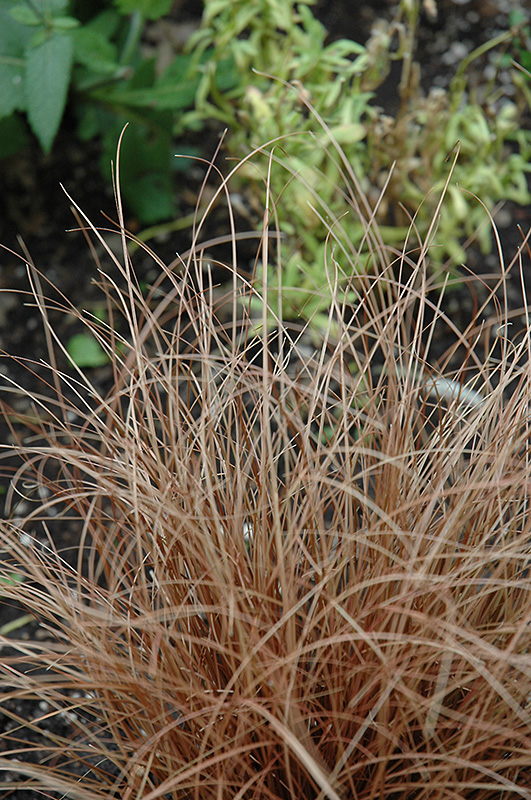 Weeping Brown Sedge (Carex flagellifera) at Pender Pines Garden Center