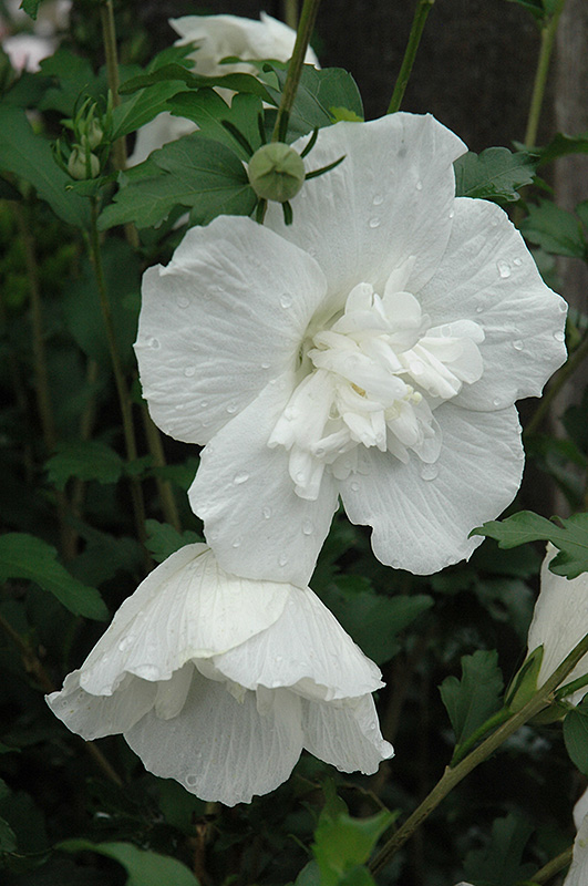 White Chiffon Rose of Sharon (Hibiscus syriacus 'Notwoodtwo') at Pender Pines Garden Center