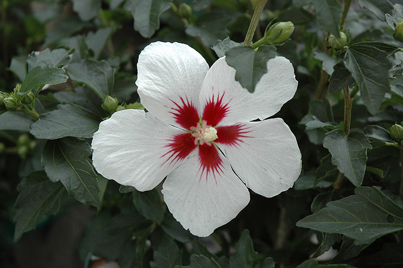Lil' Kim Rose of Sharon (Hibiscus syriacus 'Antong Two') at Pender Pines Garden Center