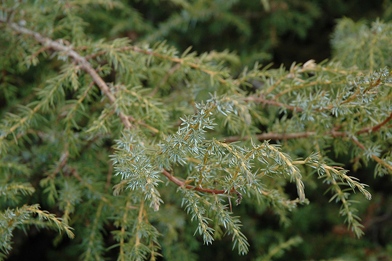 Common Juniper (Juniperus communis) at Pender Pines Garden Center