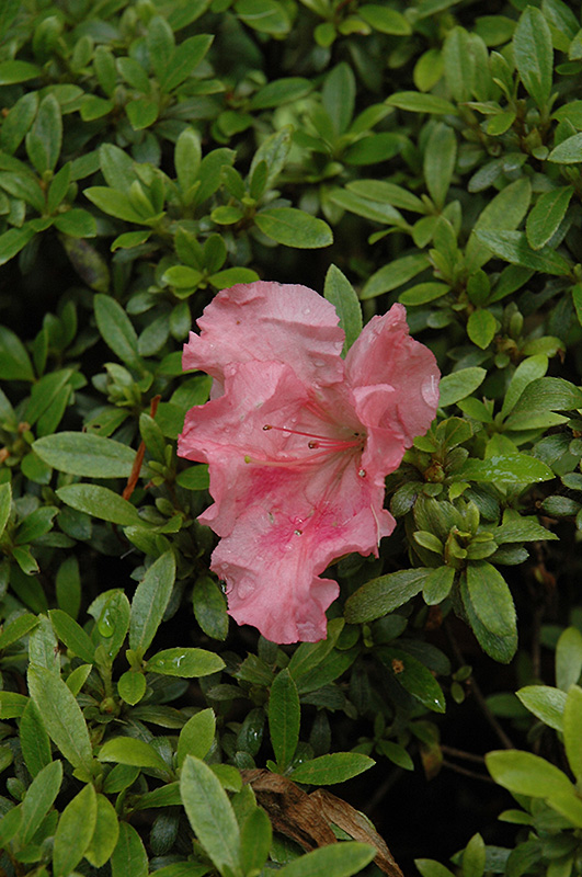 Gumpo Pink Azalea (Rhododendron 'Gumpo Pink') at Pender Pines Garden Center
