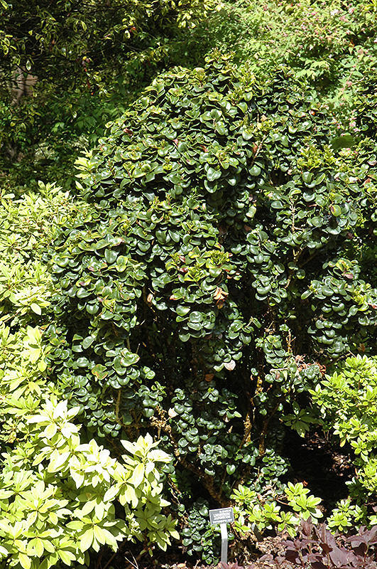 Dwarf Japanese Privet (Ligustrum japonicum 'rotundifolium') at Pender Pines Garden Center