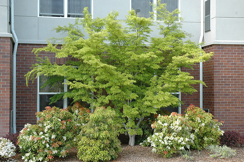 Seiryu Japanese Maple (Acer palmatum 'Seiryu') at Pender Pines Garden Center