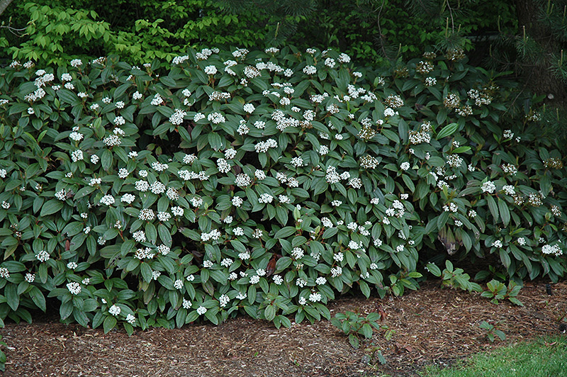 David Viburnum (Viburnum davidii) at Pender Pines Garden Center