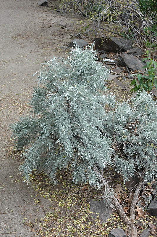 Sage Brush (Artemisia tridentata) at Pender Pines Garden Center