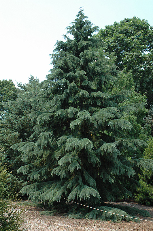 Deodar Cedar (Cedrus deodara) at Pender Pines Garden Center