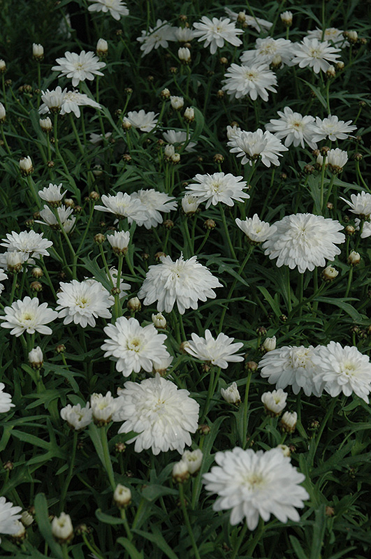 Madeira Double White Marguerite Daisy (Argyranthemum frutescens 'Madeira Double White') at Pender Pines Garden Center