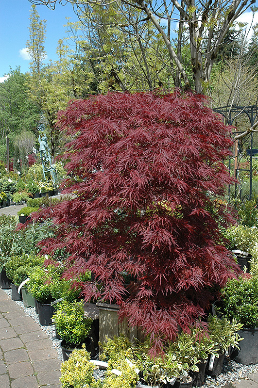 Red Dragon Japanese Maple (Acer palmatum 'Red Dragon') at Pender Pines Garden Center