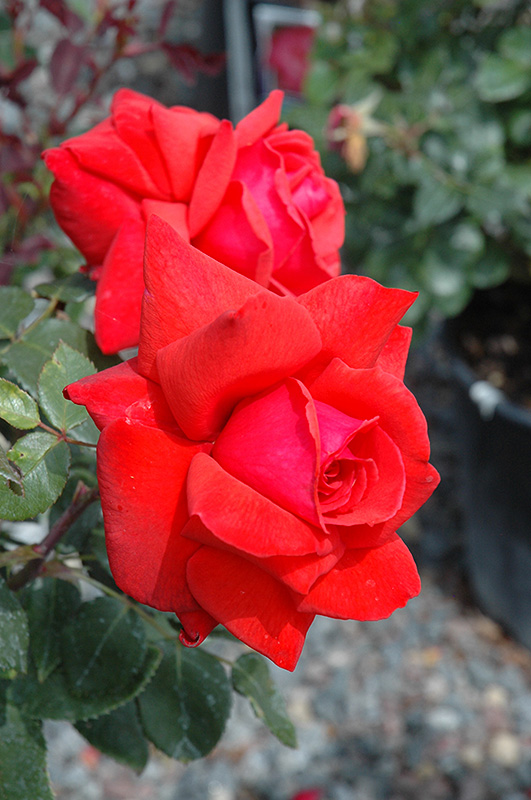 Dolly Parton Rose (Rosa 'Dolly Parton') in Wilmington Hampstead