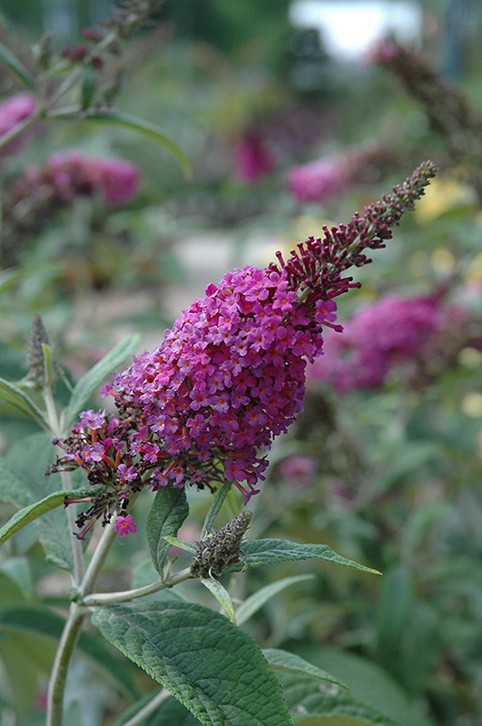 Miss Ruby Butterfly Bush (Buddleia davidii 'Miss Ruby') at Pender Pines Garden Center