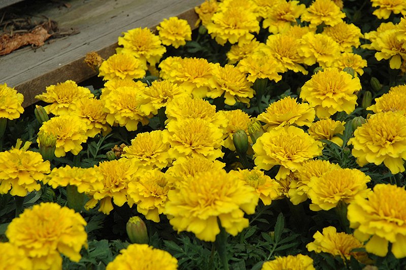 Janie Bright Yellow Marigold (Tagetes patula 'Janie Bright Yellow') at Pender Pines Garden Center