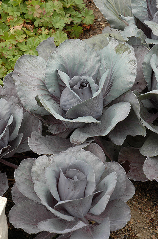 Ruby Perfection Red Cabbage (Brassica oleracea var. capitata 'Ruby Perfection') at Pender Pines Garden Center