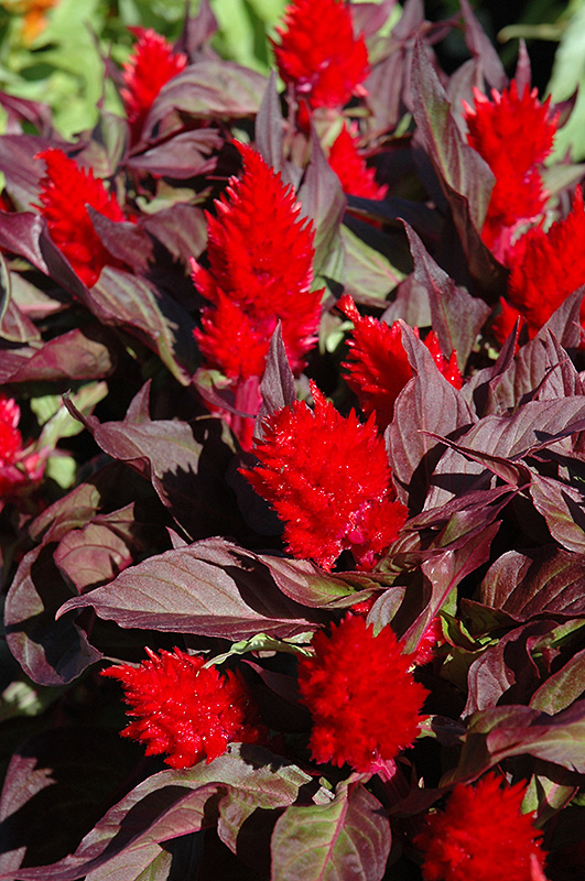 Smart Look Red Celosia (Celosia 'Smart Look Red') at Pender Pines Garden Center