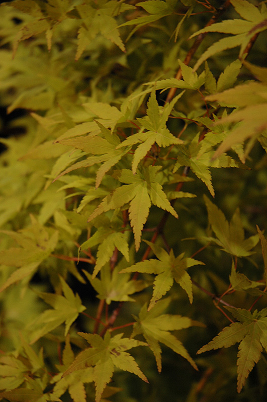 Ryusen Japanese Maple (Acer palmatum 'Ryusen') at Pender Pines Garden Center