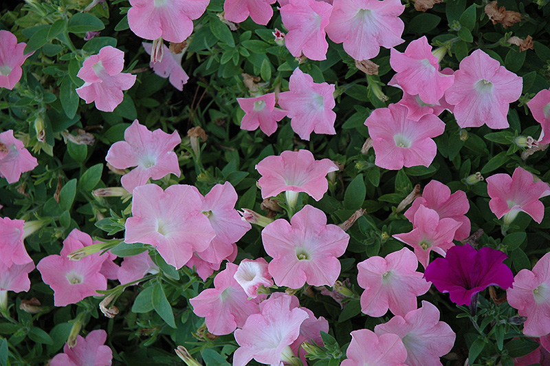 Easy Wave Shell Pink Petunia (Petunia 'Easy Wave Shell Pink') at Pender Pines Garden Center