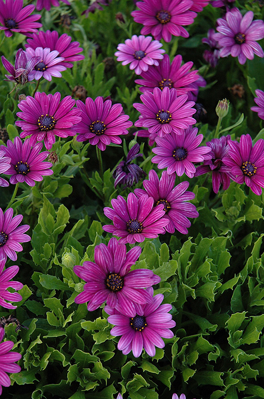 Akila® Purple African Daisy (Osteospermum ecklonis 'Akila Purple') in Wilmington Hampstead