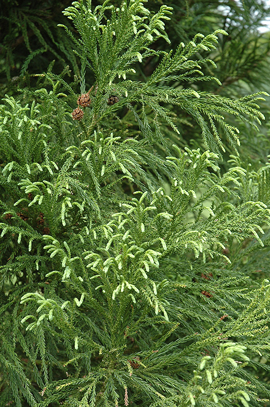 Yoshino Japanese Cedar (Cryptomeria japonica 'Yoshino') at Pender Pines Garden Center