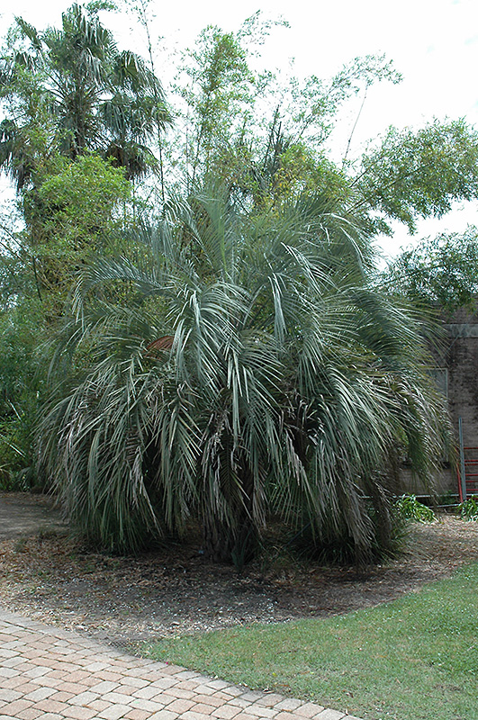 Jelly Palm (Butia capitata) at Pender Pines Garden Center