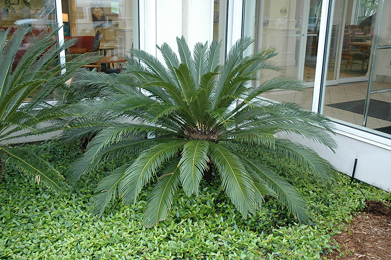 Japanese Sago Palm (Cycas revoluta) at Pender Pines Garden Center