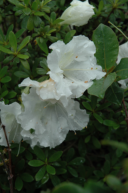 Gumpo White Azalea (Rhododendron 'Gumpo White') at Pender Pines Garden Center