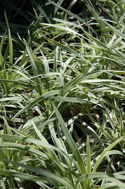 Aztec Grass Lily Turf (Liriope muscari 'Aztec Grass') at Pender Pines Garden Center