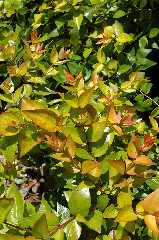 Funshine Abelia (Abelia x grandiflora 'Minacaral') at Pender Pines Garden Center