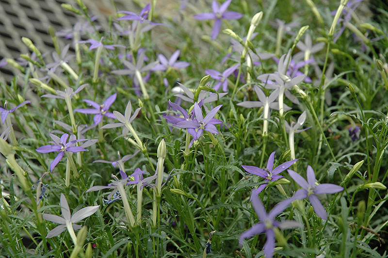 Beth's Blue Laurentia (Isotoma axillaris 'Beth's Blue') at Pender Pines Garden Center