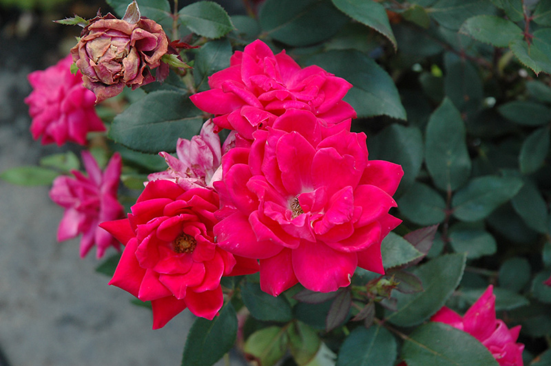 Knock Out Double Red Rose (Rosa 'Radtko') at Pender Pines Garden Center