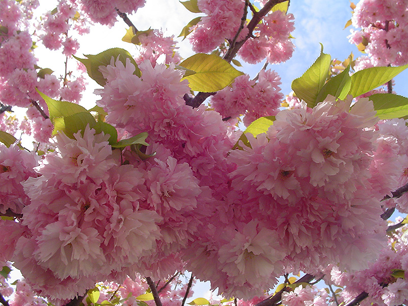 Kwanzan Flowering Cherry (Prunus serrulata 'Kwanzan') at Pender Pines Garden Center