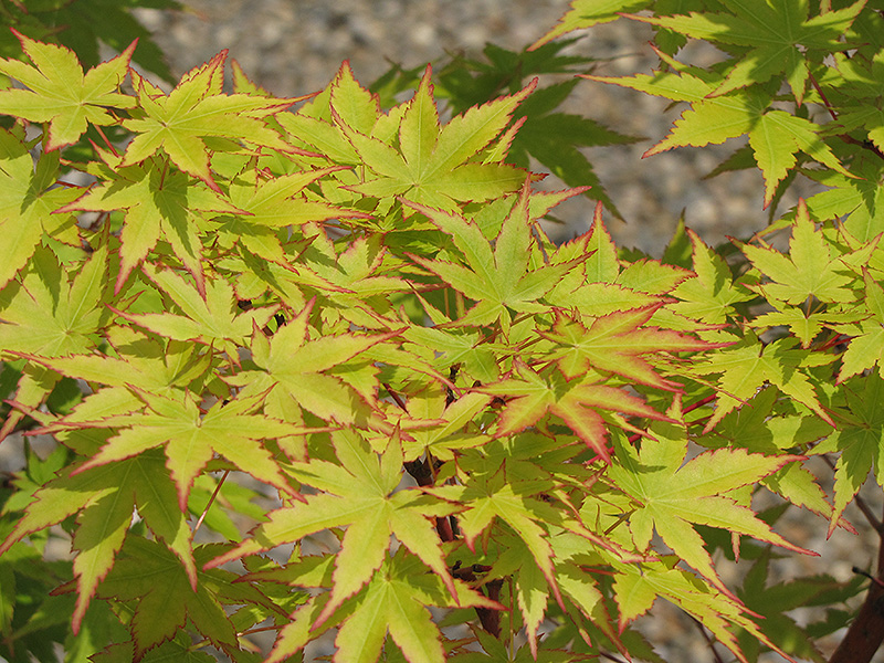 Coral Bark Japanese Maple Acer Palmatum Sango Kaku In Wilmington Hampstead Jacksonville Onslow Hanover North Carolina Nc At Pender Pines Garden Center,How To Make A Duct Tape Wallet For A Girl