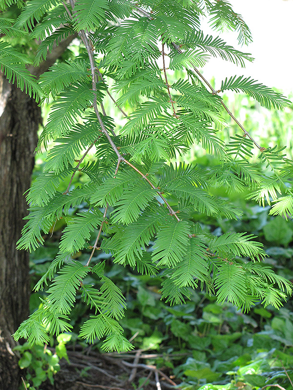 Dawn Redwood (Metasequoia glyptostroboides) at Pender Pines Garden Center