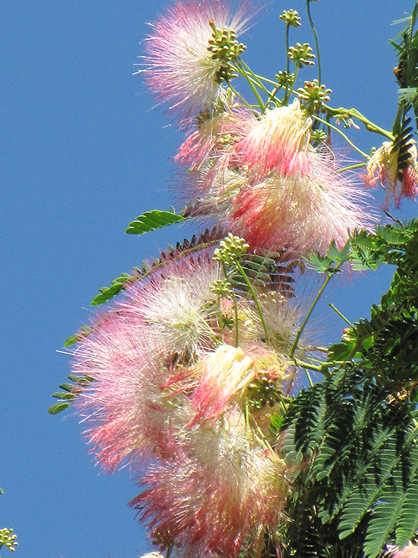 Mimosa (Albizia julibrissin) at Pender Pines Garden Center