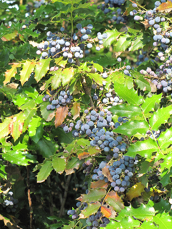 Oregon Grape (Mahonia aquifolium) at Pender Pines Garden Center
