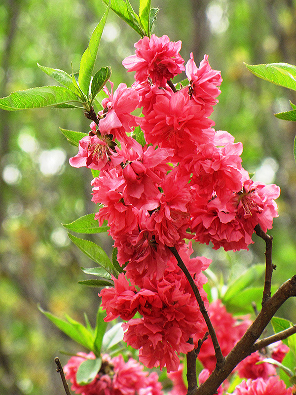 Double Red Flowering Peach (Prunus persica 'Double Red ...